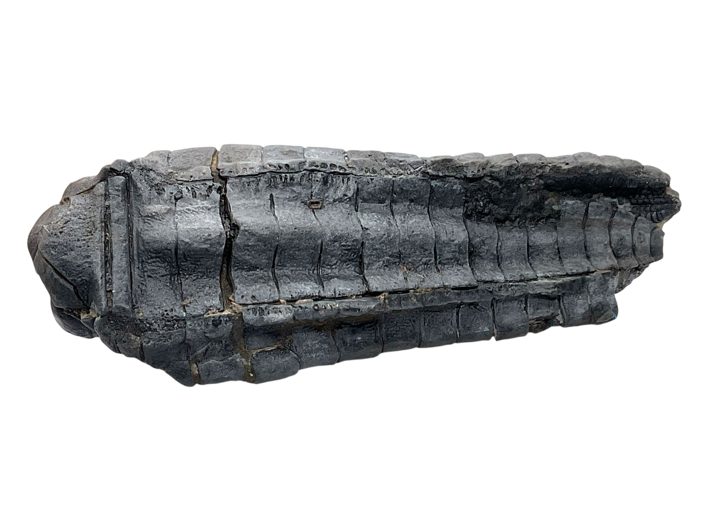 Versteinerte Seelilie Cupressocrinites sp. – Sammlerstück aus Fezzou, Marokko – 99 g – 10 × 4 × 2,5 cm – Unikat Nr. 1708