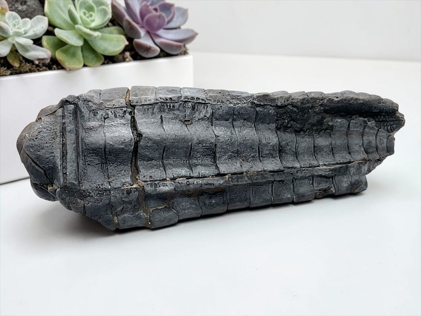 Versteinerte Seelilie Cupressocrinites sp. – Sammlerstück aus Fezzou, Marokko – 99 g – 10 × 4 × 2,5 cm – Unikat Nr. 1708