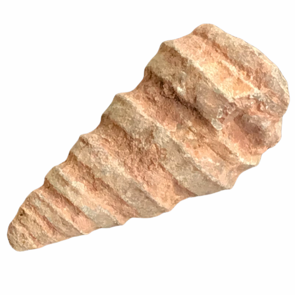 Turmschnecke versteinert Schnecken I Fossilien I Sammlerstück I Marokko