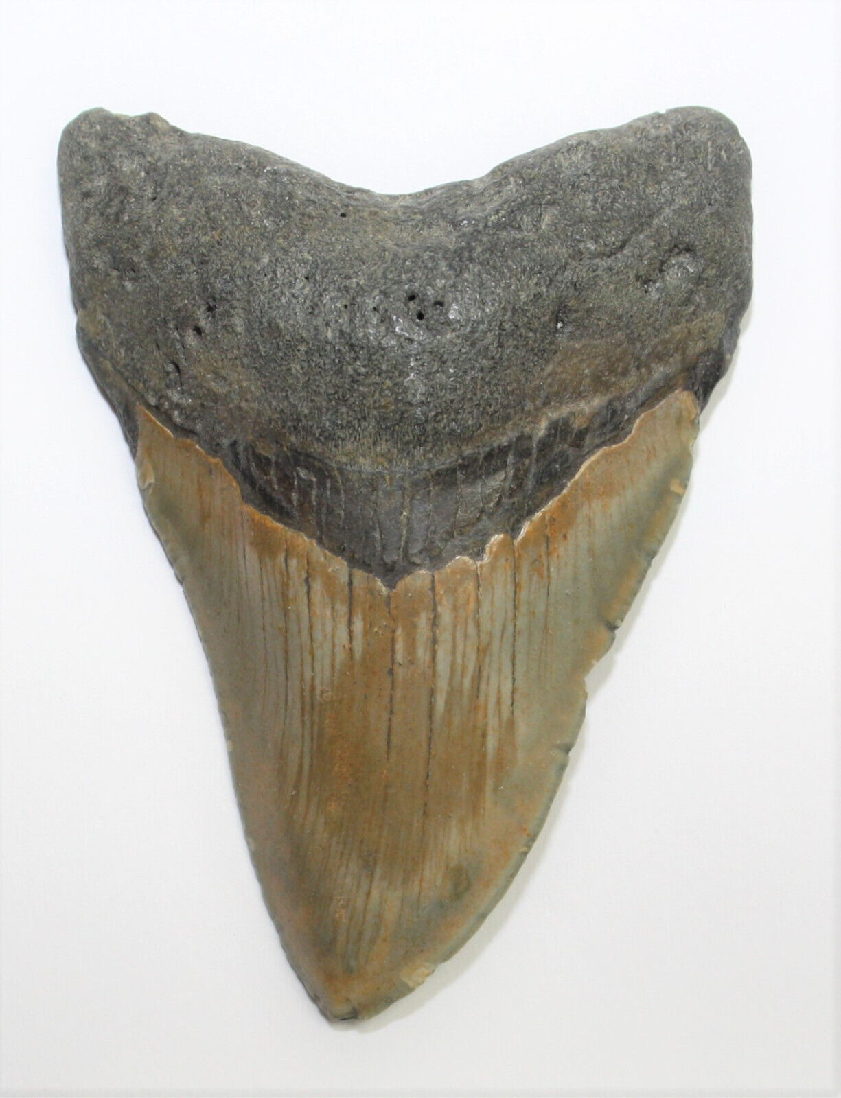 Megalodon Haizahn I Fossil I 95gr. I 9 cm I Museumsstück I Sammlerstück I Unikat