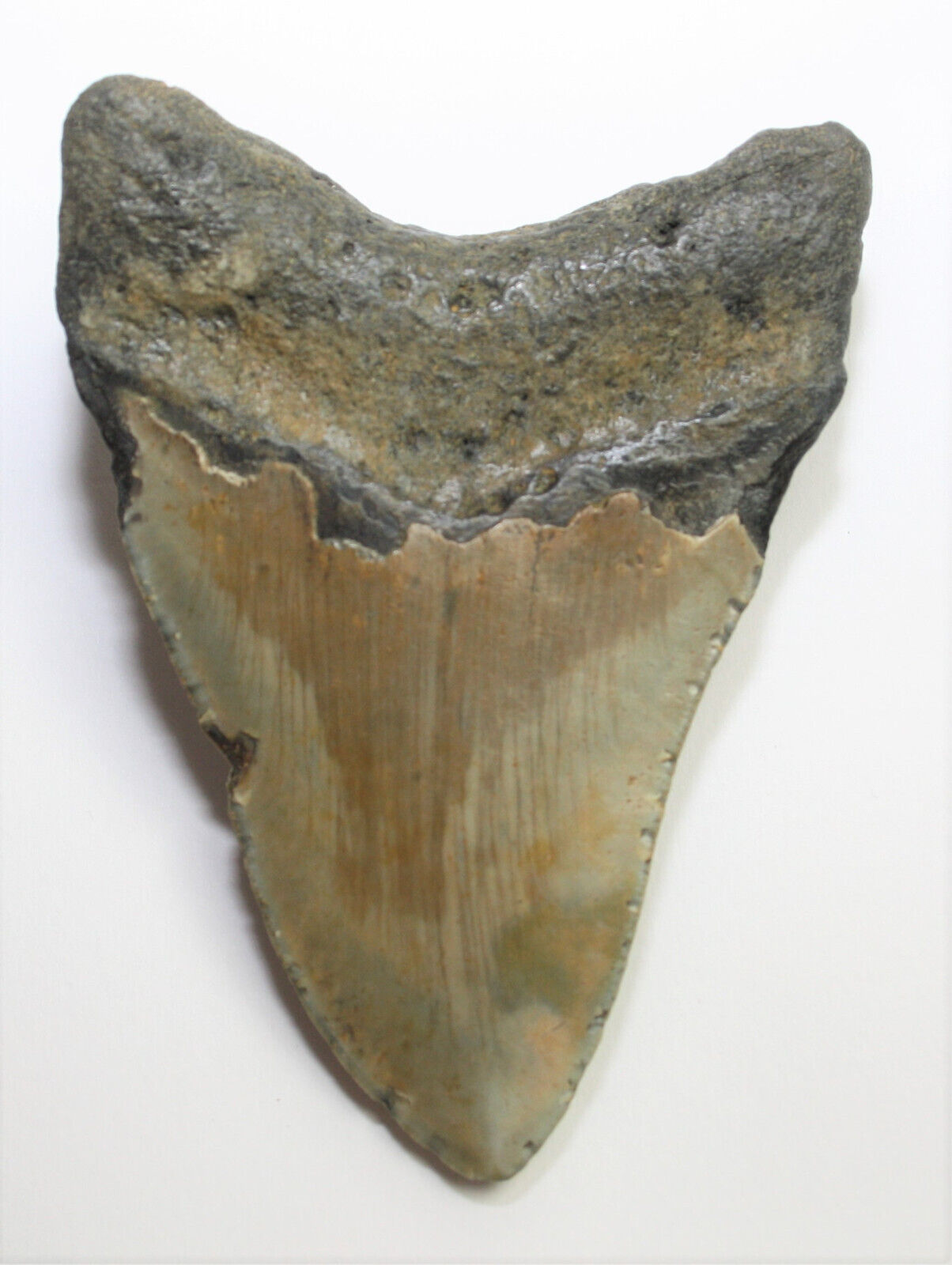 Megalodon Haizahn I Fossil I 95gr. I 9 cm I Museumsstück I Sammlerstück I Unikat