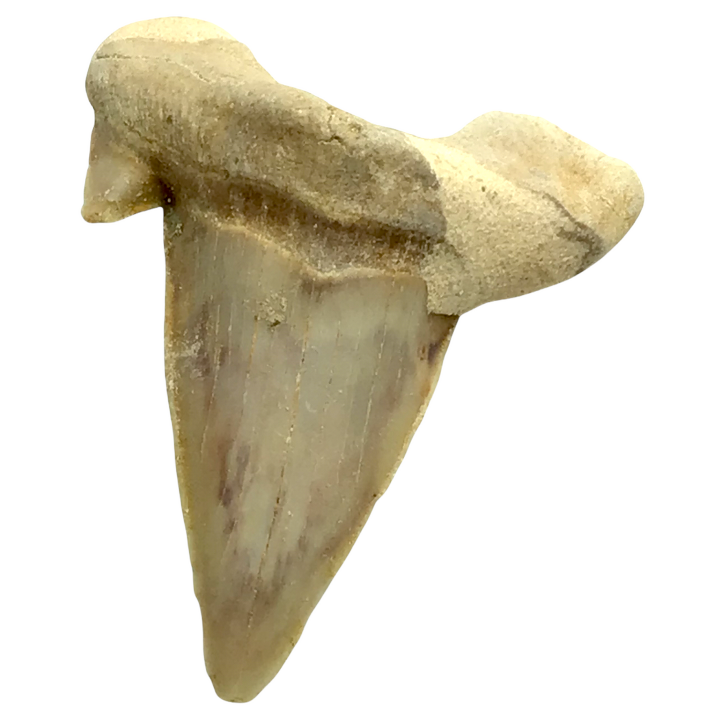 Steinfixx® Exclusiver versteinerter Urzeit Haifischzahn | Fossilien