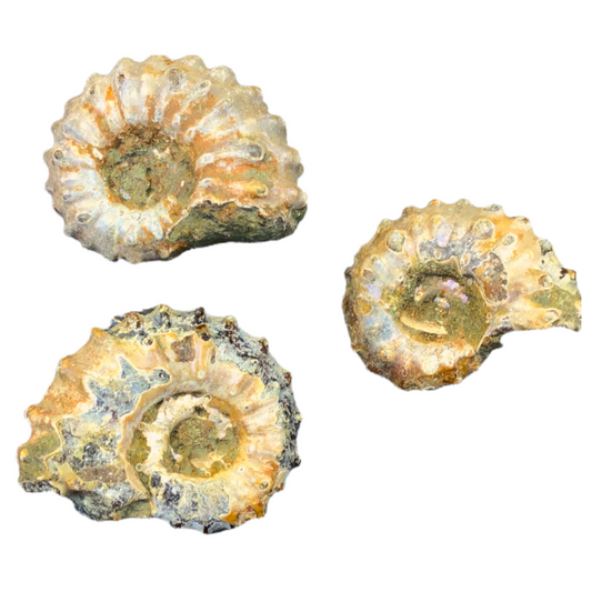 Versteinerte fossile Ammoniten Douvilleiceras mammillatum aus Madagaskar – Jura – 1, 2, 3 oder 5 Stück – einzeln oder als Geschenk im Membranrahmen - AAA-Qualität