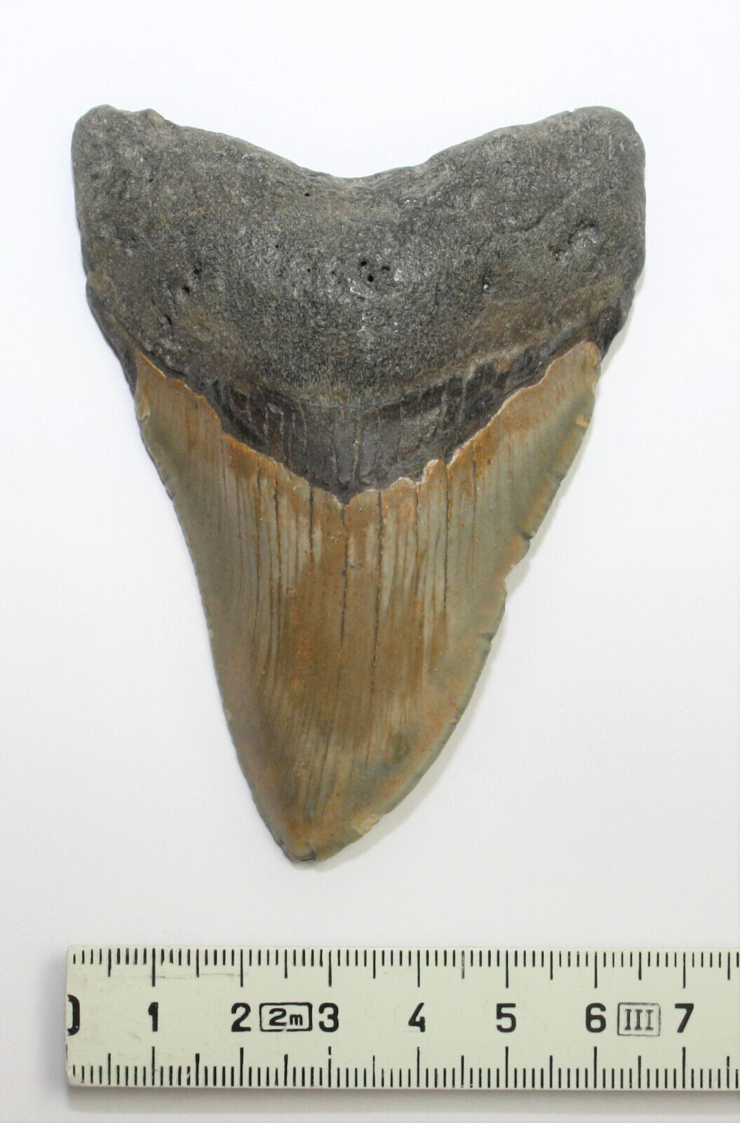 Megalodon Haizahn I Fossil I 95gr. I 9 cm I Museumsstück I Sammlerstück I Unikat