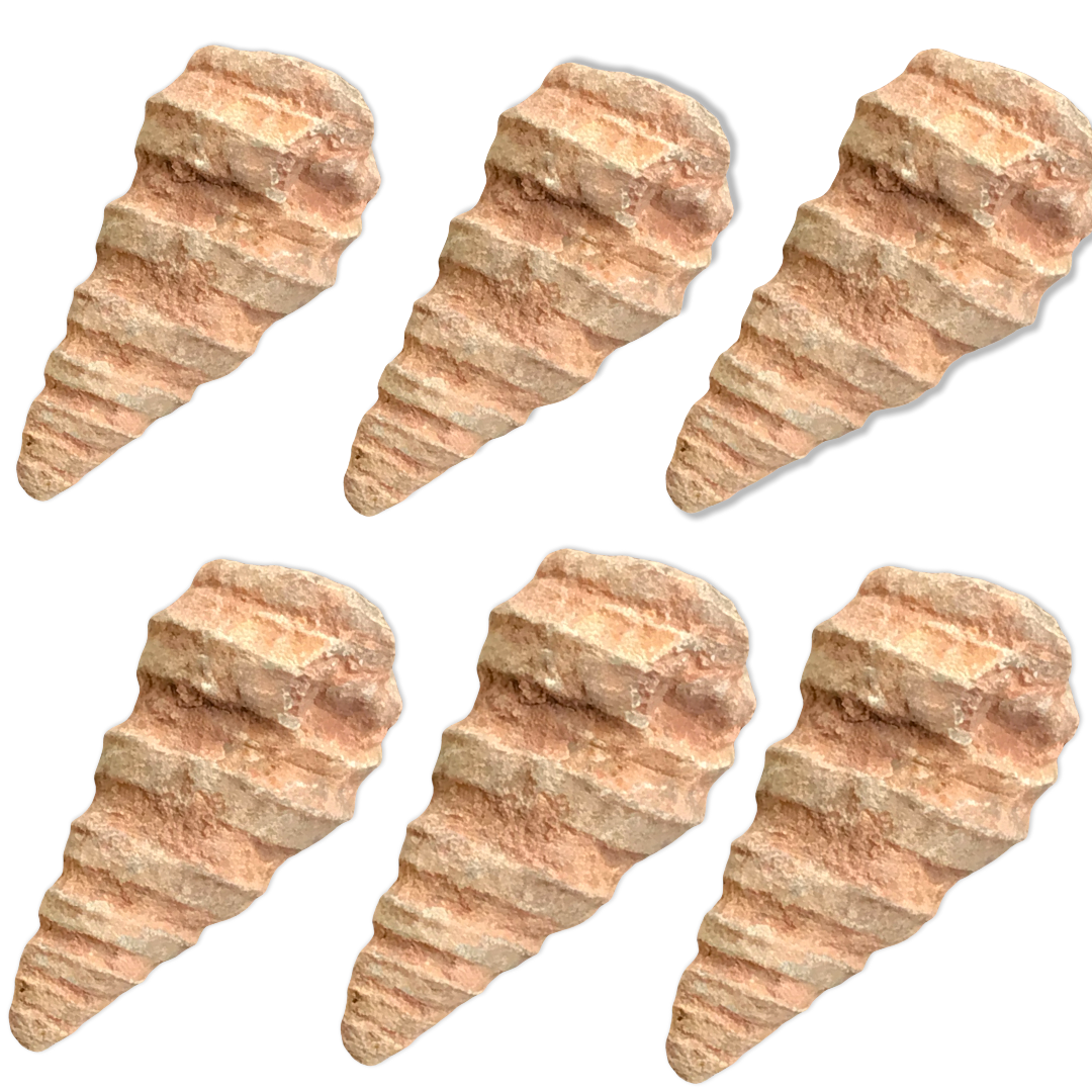 Turmschnecke versteinert Schnecken I Fossilien I Sammlerstück I Marokko