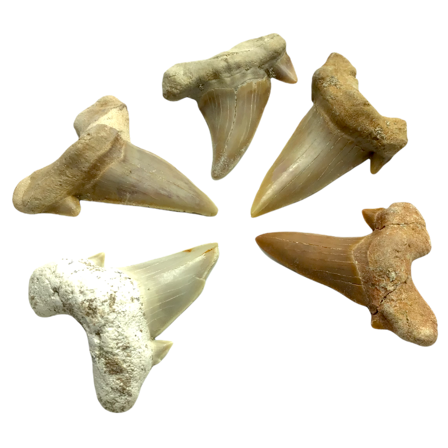 Steinfixx® Exclusiver versteinerter Urzeit Haifischzahn | Fossilien