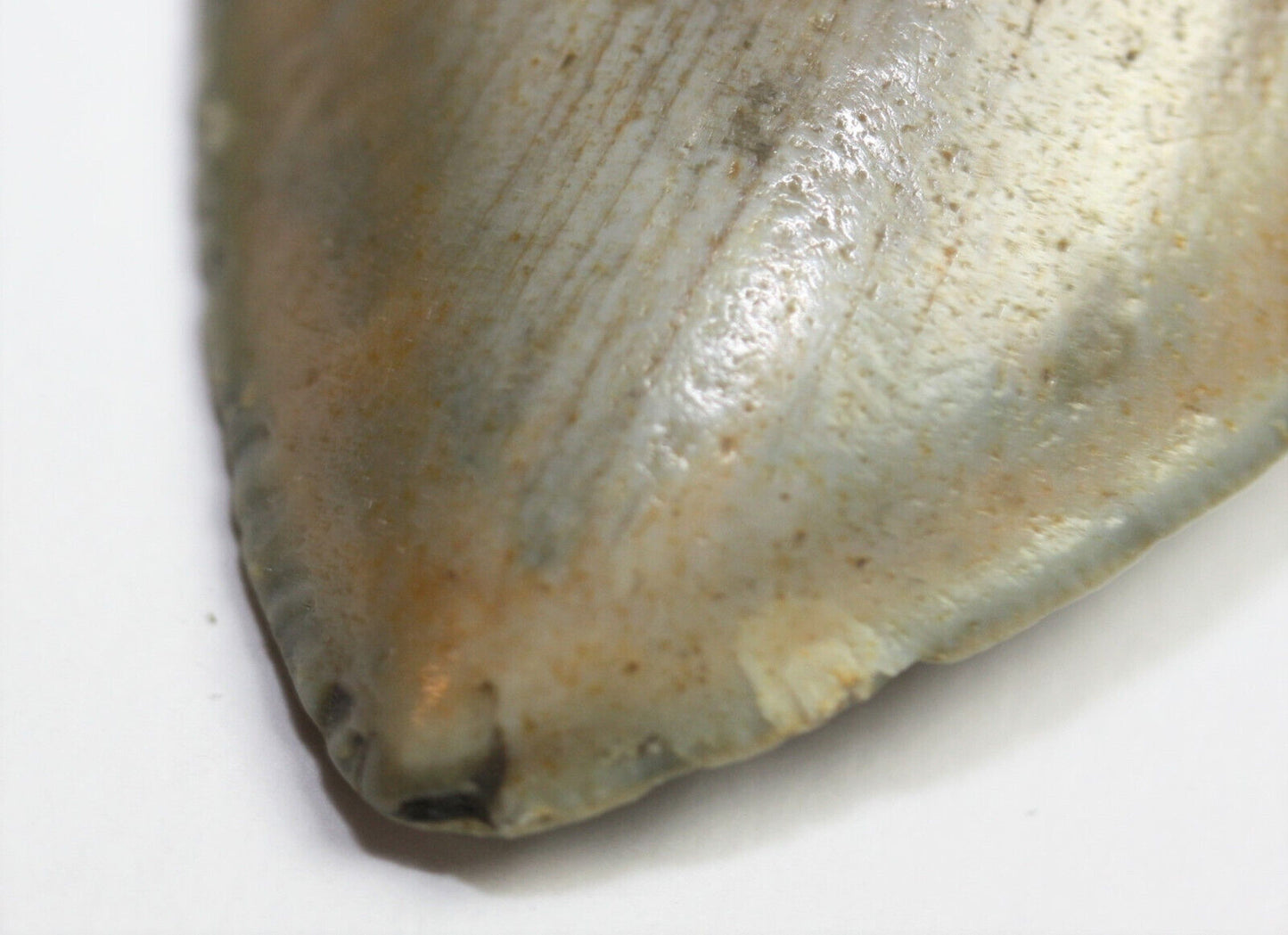 Megalodon Haizahn I Fossil I 95gr. I 9 cm I Museumsstück I Sammlerstück I Unikat