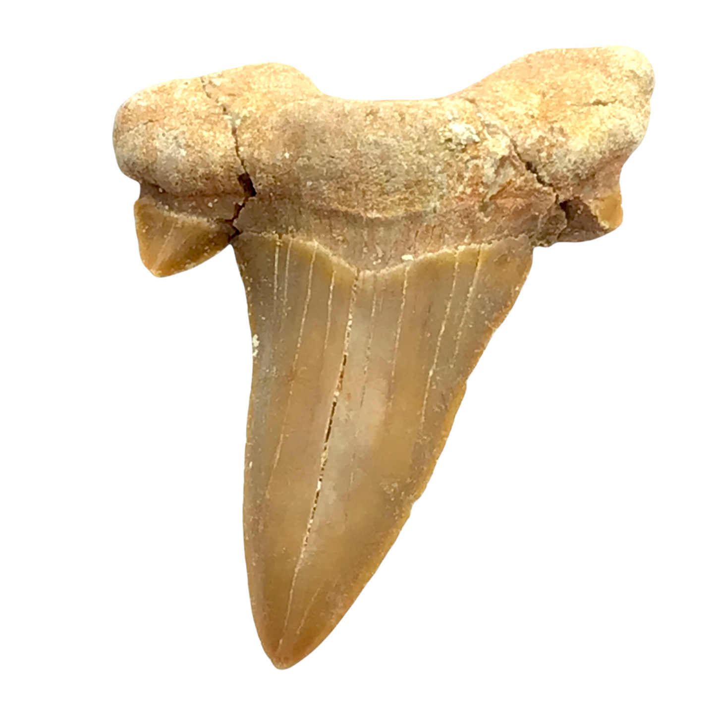 Steinfixx® Exclusiver versteinerter Urzeit Haifischzahn | Fossilien