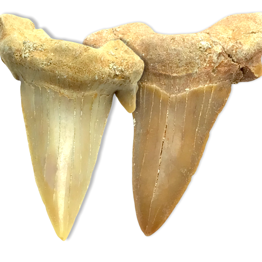 Steinfixx® Exclusiver versteinerter Urzeit Haifischzahn | Fossilien